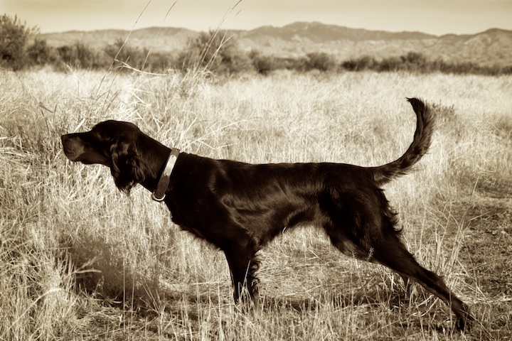 Tallgrass Gordon Settings